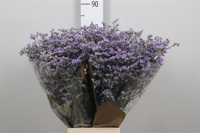<h4>Limonium Utah Blue</h4>