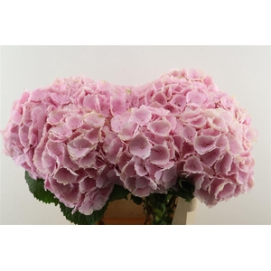 Hydr M Verena Pink 80-23