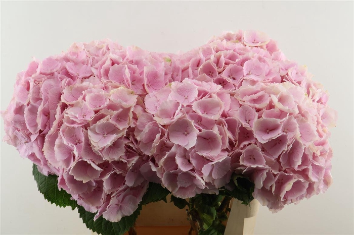 <h4>Hydr M Verena Pink 80-23</h4>