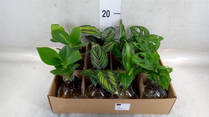 <h4>Planten  ..mix</h4>