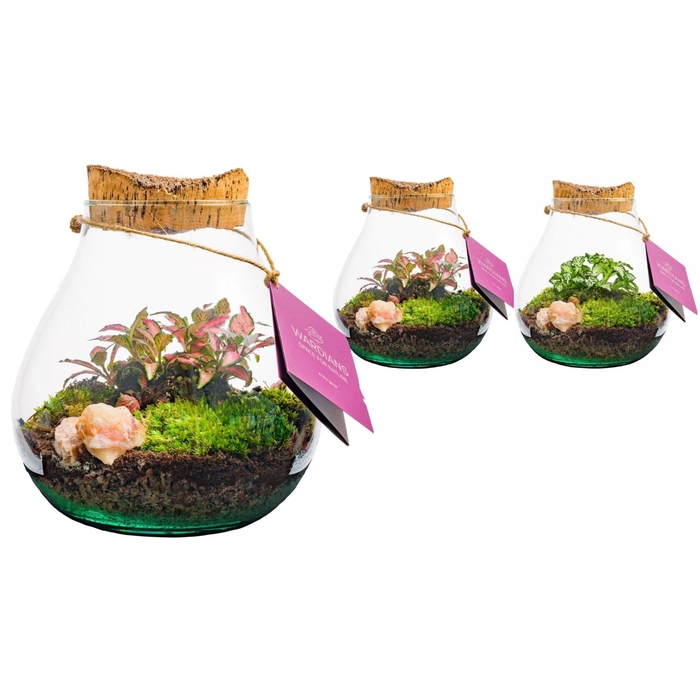 <h4>arr2 WA TERRARIUM - HALLEY MEDIUM</h4>