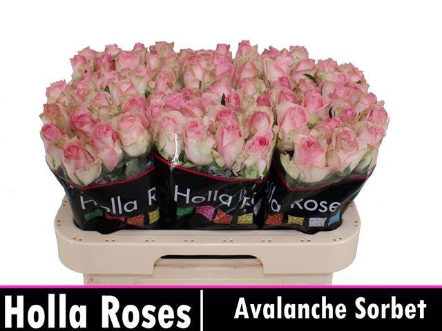 R Gr Avalanche Sorb+