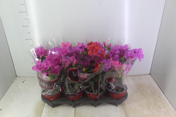 <h4>AZALEIA P14</h4>