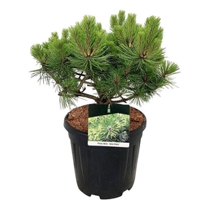 Pinus dens. 'Jane Kluis'