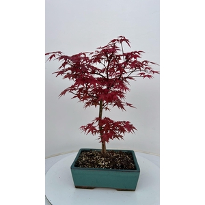Acer palmatum Beni-maiko, pot 26cm.