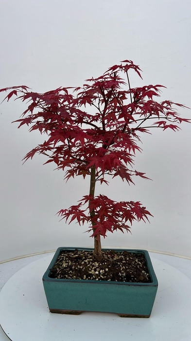 <h4>Acer palmatum Beni-maiko, pot 26cm.</h4>
