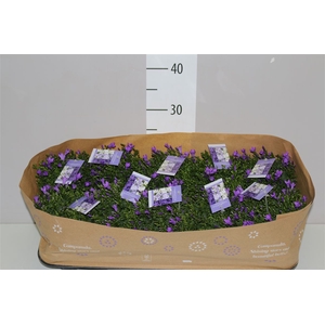 Campanula Port Intense Blue