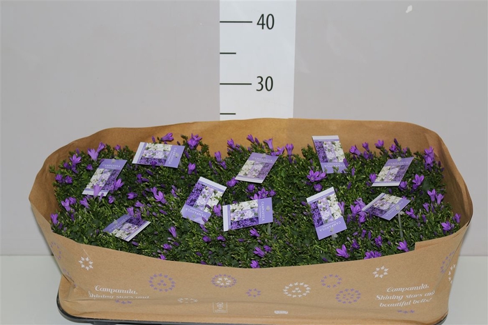 <h4>Campanula Port Intense Blue</h4>