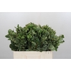 Pittosporum Ilan