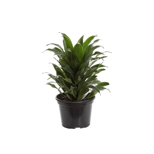 DRACENA COMPACTA P14