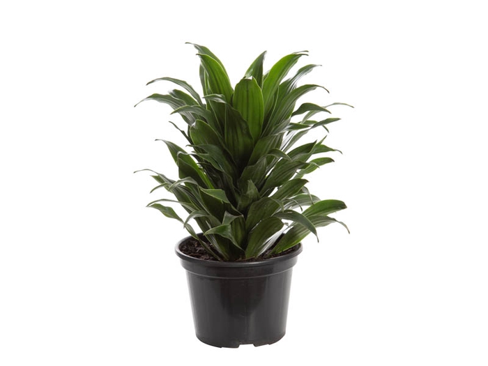 <h4>DRACENA COMPACTA P14</h4>
