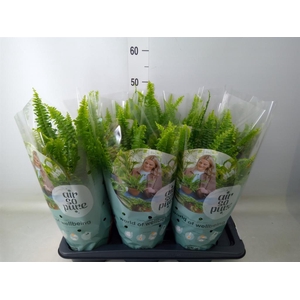 Nephrolepis exal. 'Green Lady'