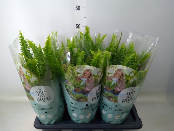 <h4>Nephrolepis exal. 'Green Lady'</h4>