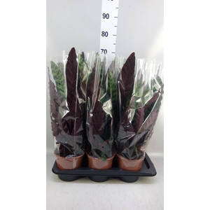 Calathea lancifolia