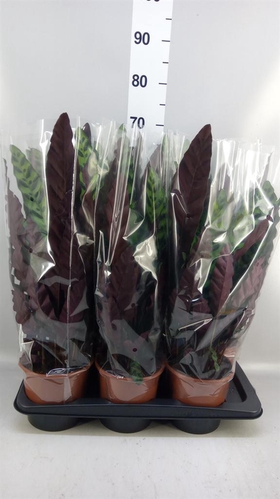 <h4>Calathea lancifolia</h4>
