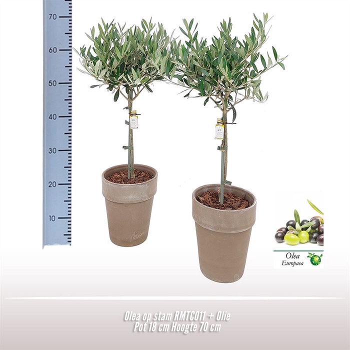 <h4>Olea op stam 18cm NL+ Olie  RMTC011</h4>