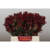 Leucadendron Blush Spray