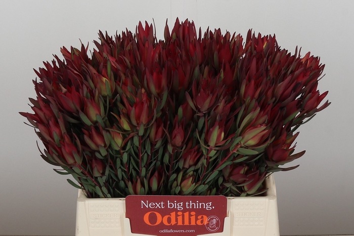 <h4>Leucadendron Blush Spray</h4>