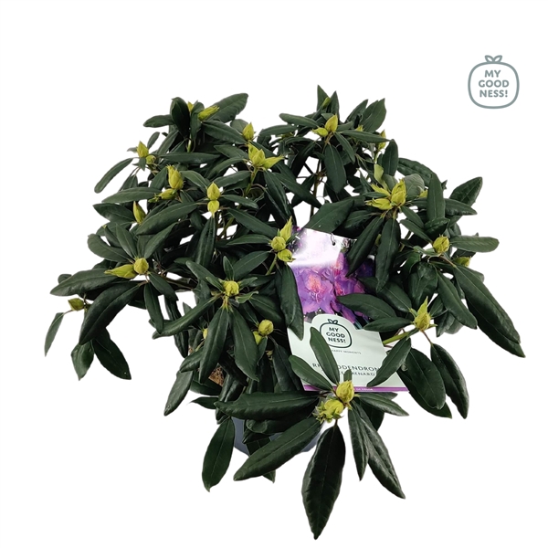 <h4>Rhododendron 50-60 /7.5 liter 'Marcel Menard'</h4>