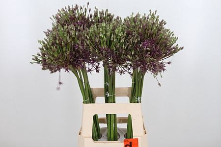 <h4>ALLIUM SPIDER</h4>