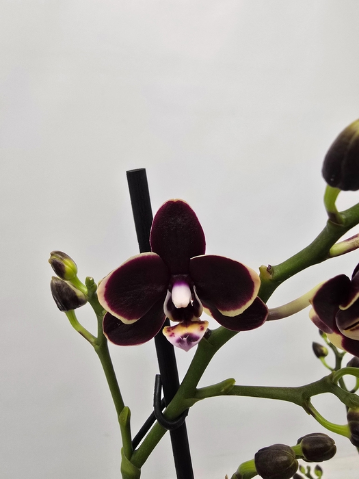 <h4>Limited 06 week 19</h4>