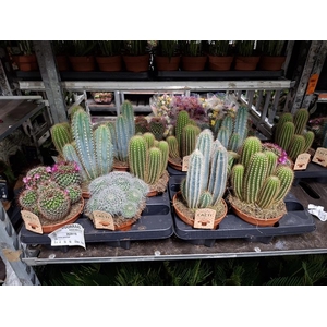 Cactus gemengd