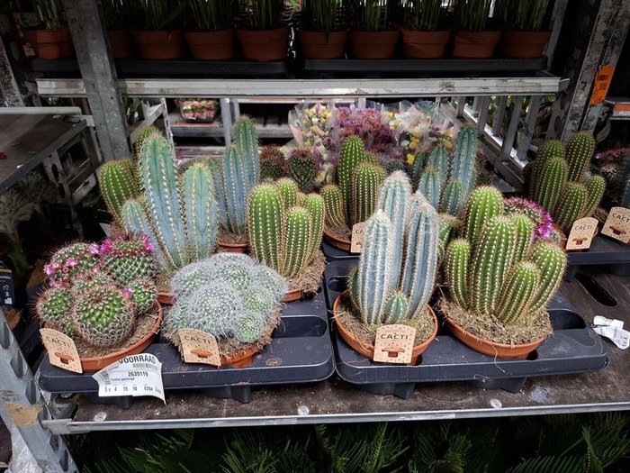 Cactus gemengd