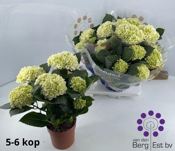 <h4>HYDR M HI WHITE SUN</h4>