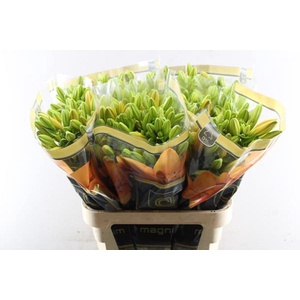 Li La Cortona (oranje)