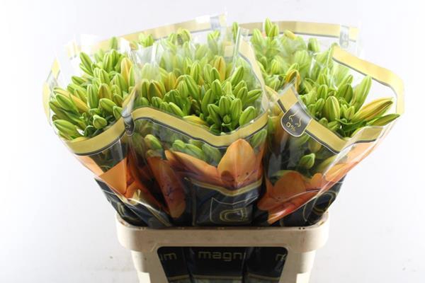 <h4>Li La Cortona (oranje)</h4>