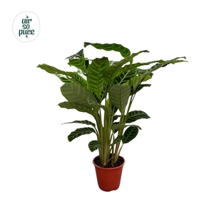 Calathea Zebrina