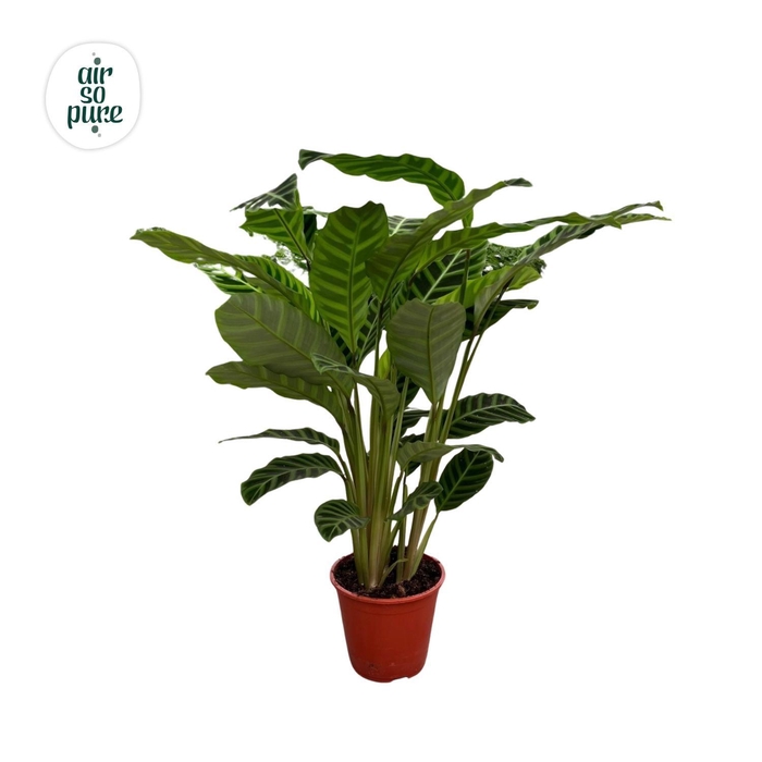 <h4>Calathea Zebrina</h4>