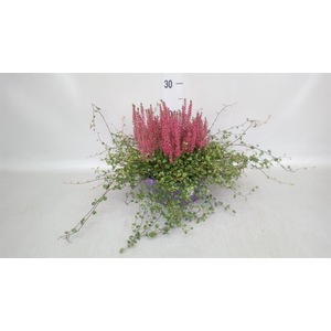 Calluna vulg. 'Garden G' ..mix