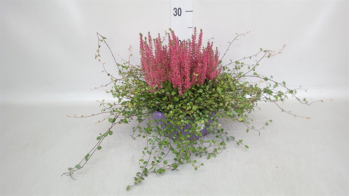 <h4>Calluna vulg. 'Garden G' ..mix</h4>