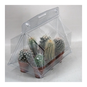 257 Cactus minikasje 3,5 cm