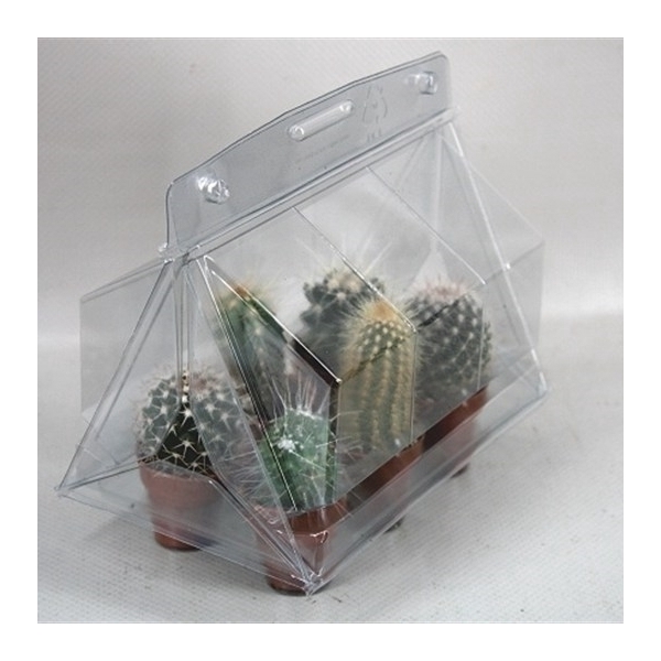 <h4>257 Cactus minikasje 3,5 cm</h4>