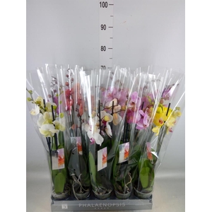Phalaenopsis   ...mix  8