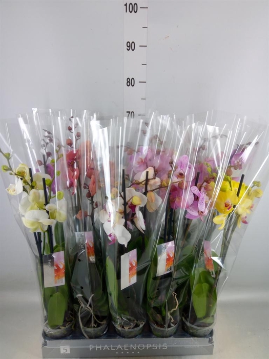 <h4>Phalaenopsis   ...mix  8</h4>