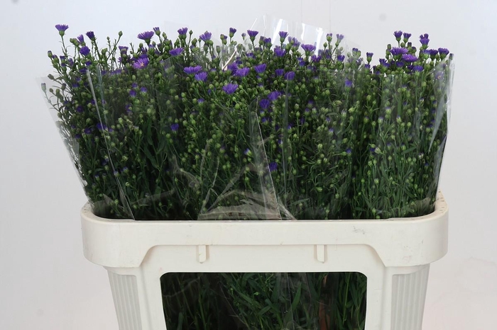 <h4>Aster Casamare</h4>