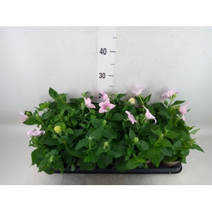 Platycodon grand. 'Astra Pink'