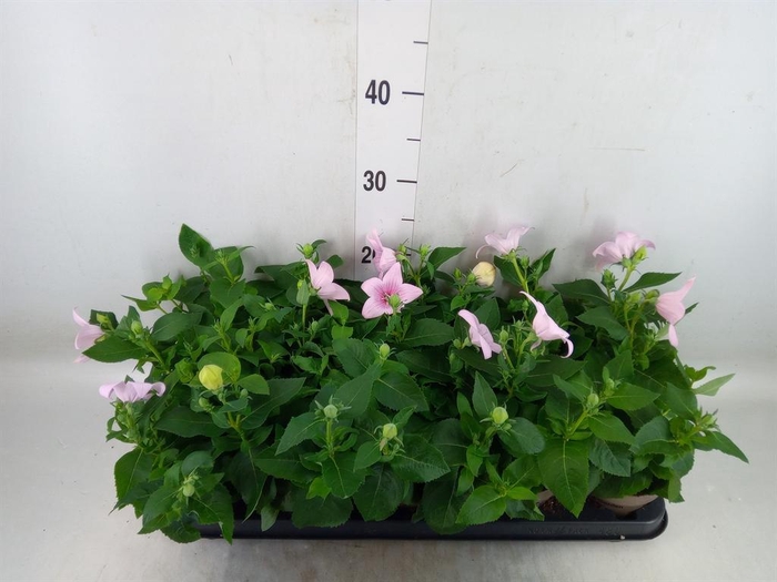 <h4>Platycodon grand. 'Astra Pink'</h4>