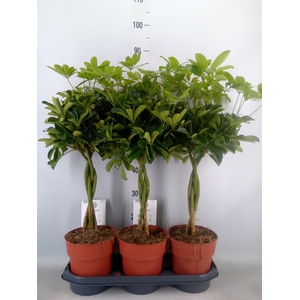 Schefflera arbor. 'Compacta'