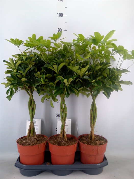 <h4>Schefflera arbor. 'Compacta'</h4>
