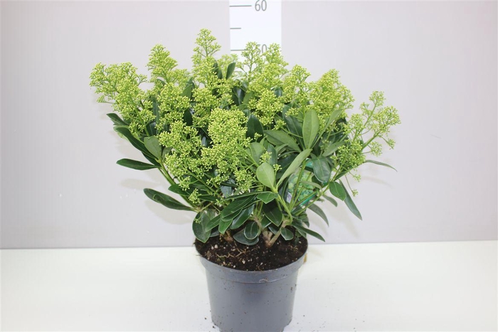 <h4>Skimmia Jap. Finchy 25+</h4>