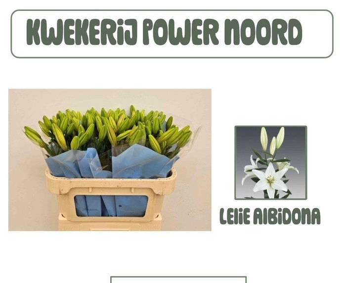 <h4>LI LA ALBIDONA</h4>