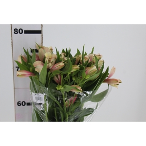 ALSTROEMERIA DIRTY DANCING 080 CM