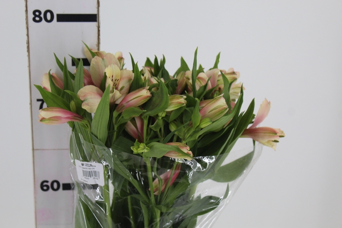 <h4>ALSTROEMERIA DIRTY DANCING 080 CM</h4>