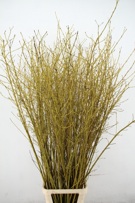 <h4>CORNUS S FLAVIRAMEA VERTAKT 2- JARIG 160CM</h4>