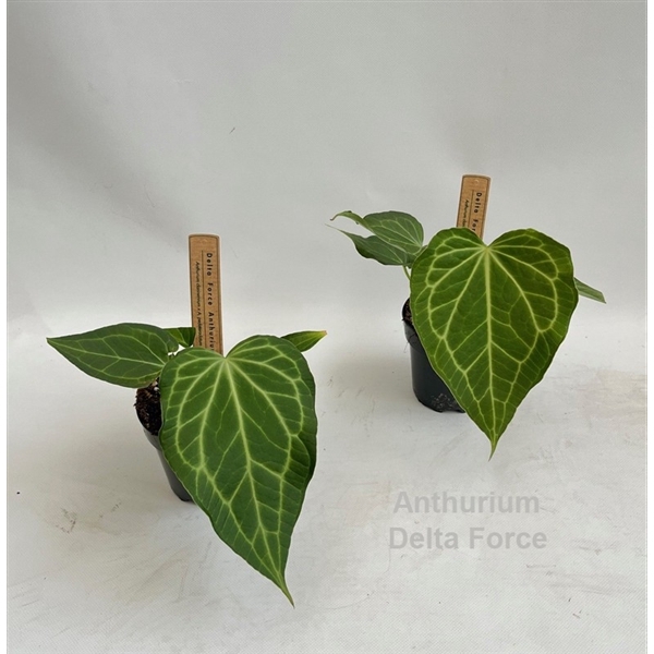 <h4>Anthurium Delta Force 12cm</h4>