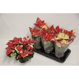 Poinsettia Superba New glitter